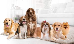 Best 5 dog breeds for family